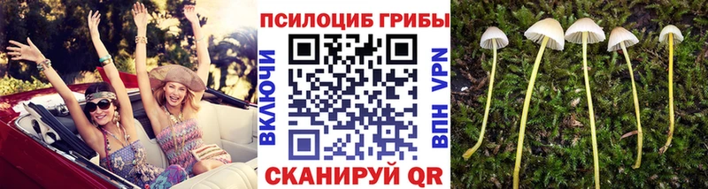darknet состав  где продают   Крымск  Галлюциногенные грибы мицелий 